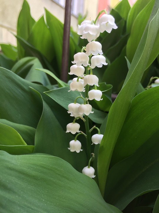 Detail Gambar Bunga Lily Of The Valley Nomer 32