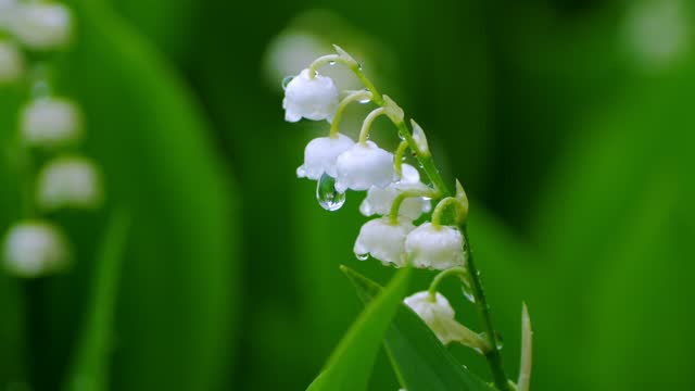 Detail Gambar Bunga Lily Of The Valley Nomer 38