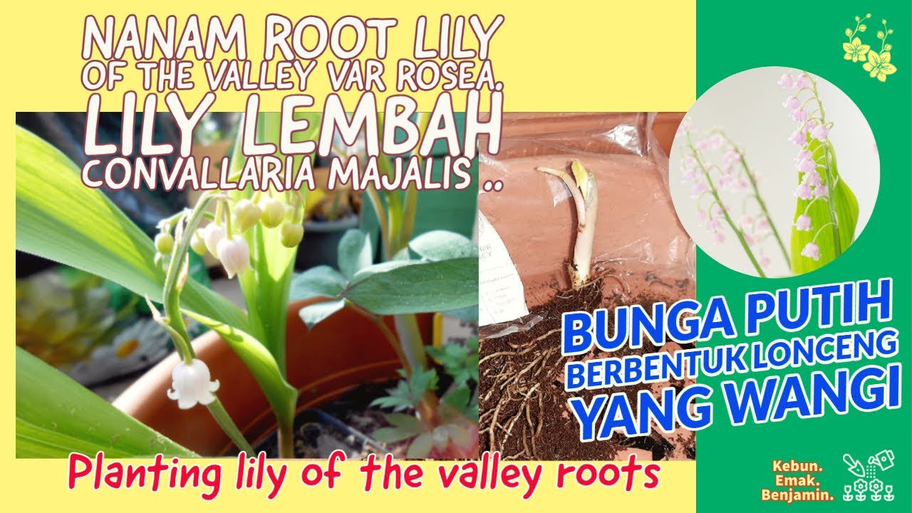 Detail Gambar Bunga Lily Of The Valley Nomer 46