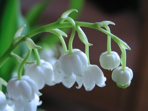 Detail Gambar Bunga Lily Of The Valley Nomer 5