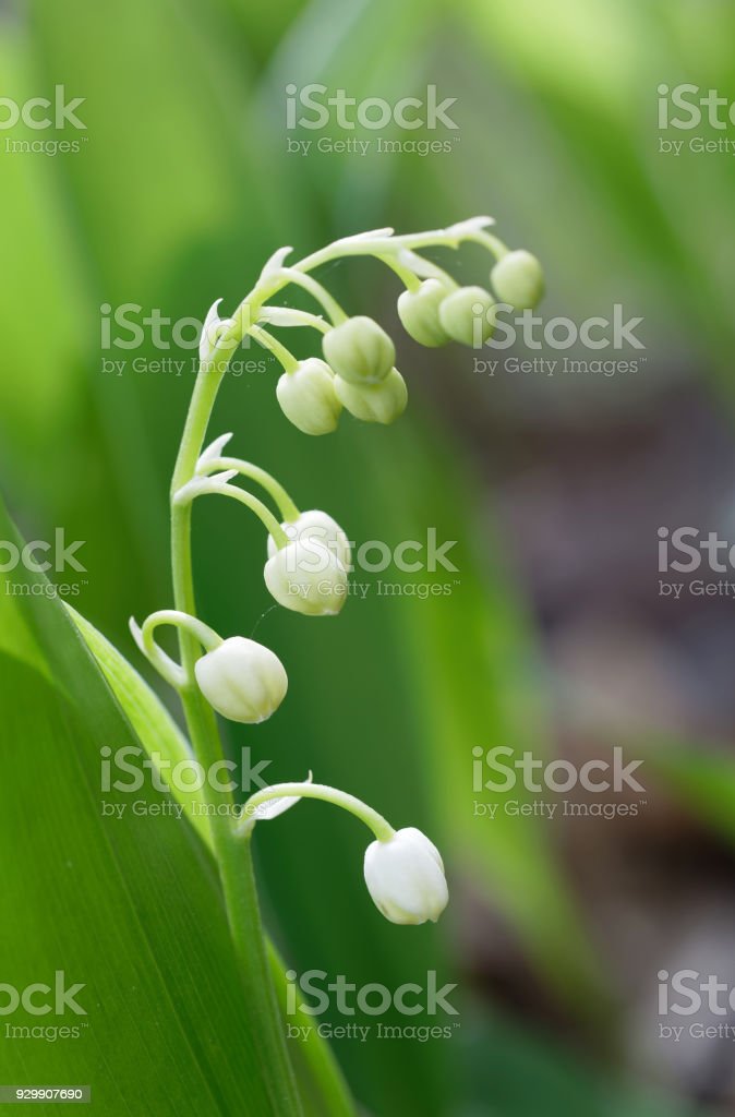 Detail Gambar Bunga Lily Of The Valley Nomer 49