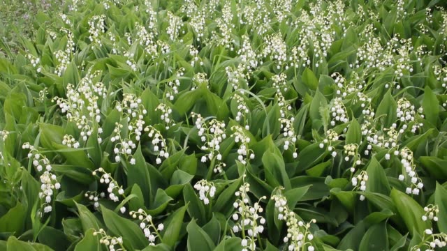 Detail Gambar Bunga Lily Of The Valley Nomer 53