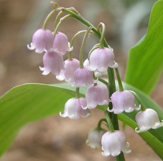 Detail Gambar Bunga Lily Of The Valley Nomer 56