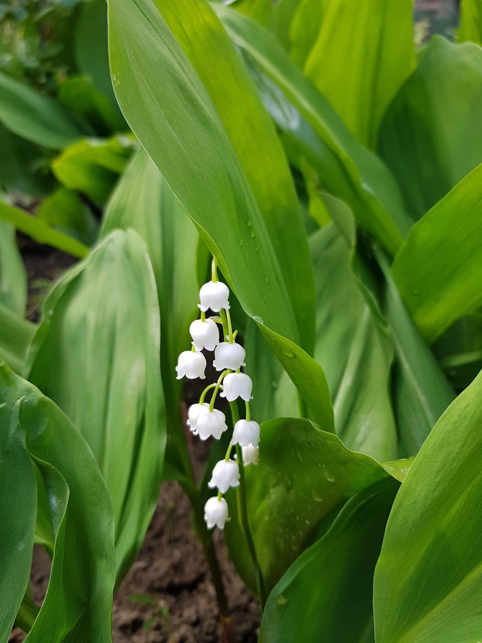 Detail Gambar Bunga Lily Of The Valley Nomer 8