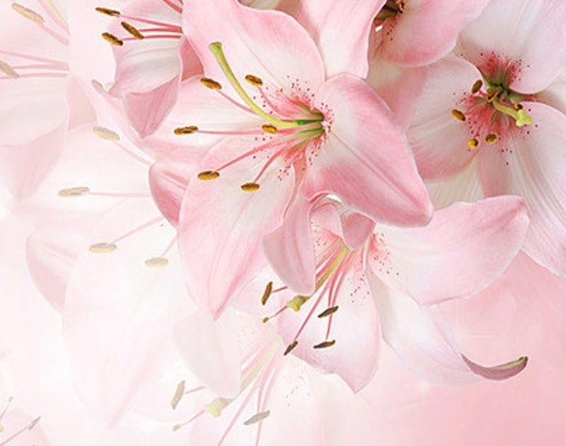 Detail Gambar Bunga Lily Pink Nomer 12