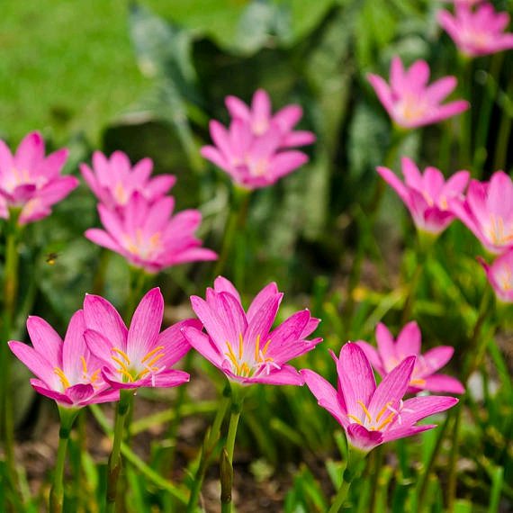 Detail Gambar Bunga Lily Pink Nomer 19