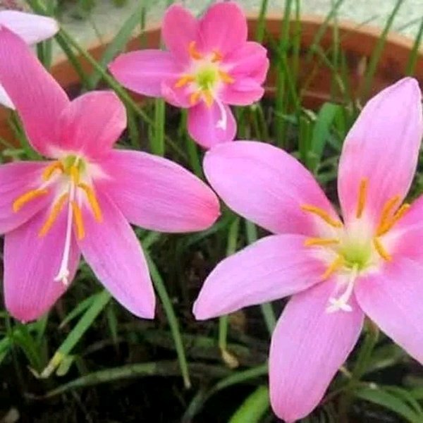 Detail Gambar Bunga Lily Pink Nomer 23