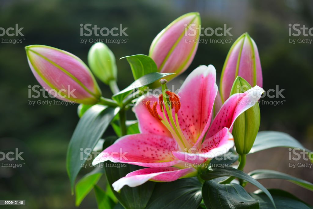 Detail Gambar Bunga Lily Pink Nomer 30