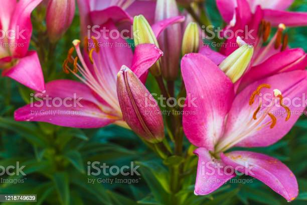 Detail Gambar Bunga Lily Pink Nomer 33