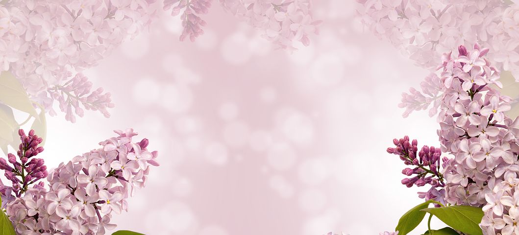 Detail Gambar Bunga Lily Pink Nomer 36