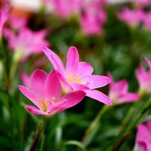Detail Gambar Bunga Lily Pink Nomer 45