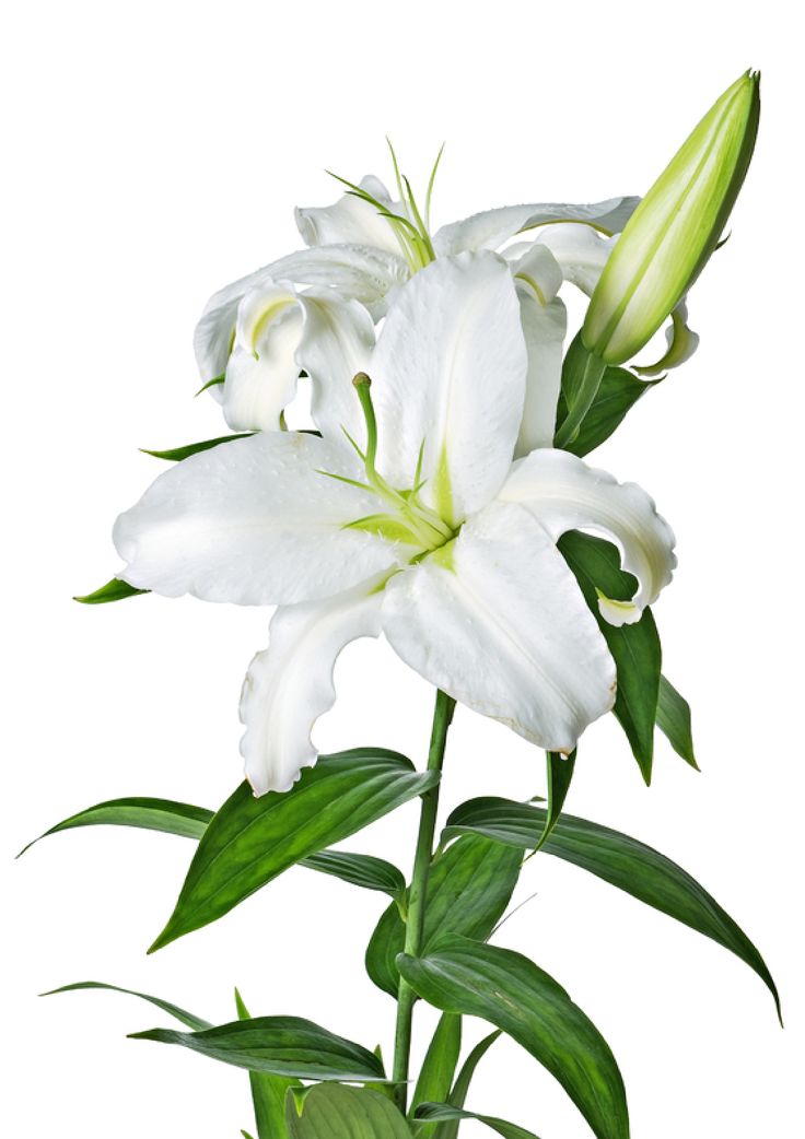 Detail Gambar Bunga Lily Png Nomer 12