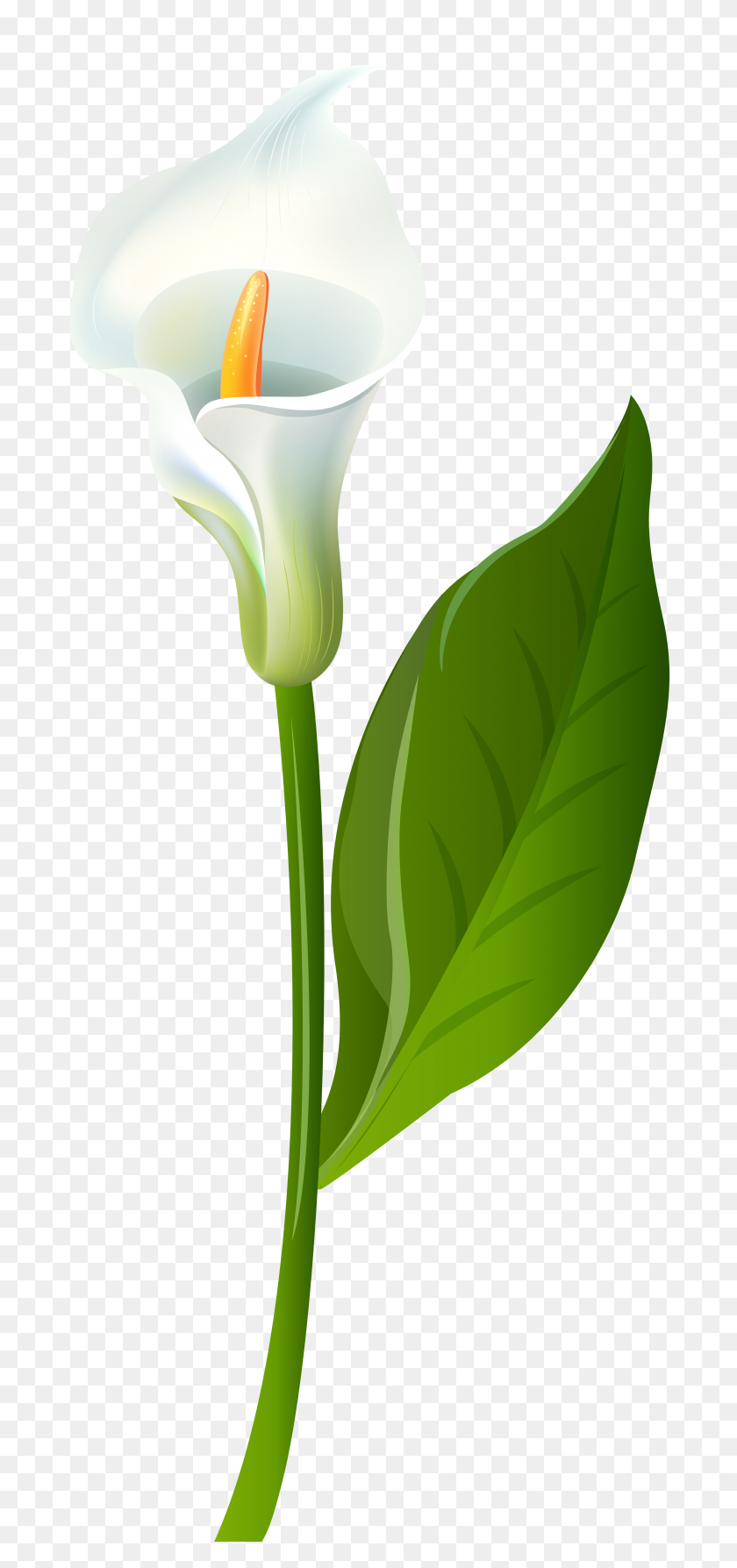 Detail Gambar Bunga Lily Png Nomer 36