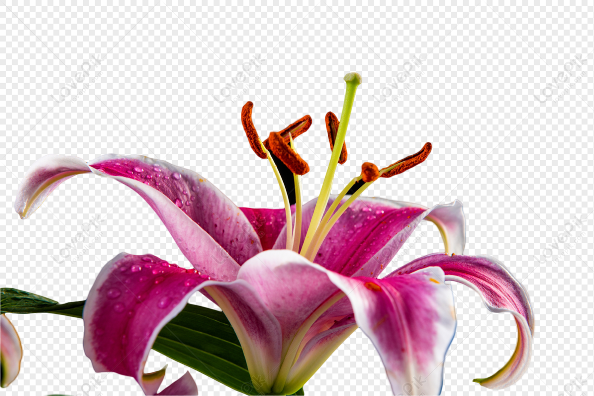 Detail Gambar Bunga Lily Png Nomer 43