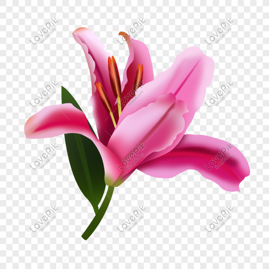 Download Gambar Bunga Lily Png Nomer 45