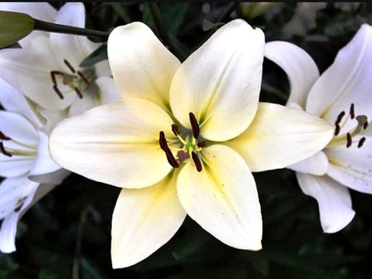 Detail Gambar Bunga Lily Putih Nomer 13