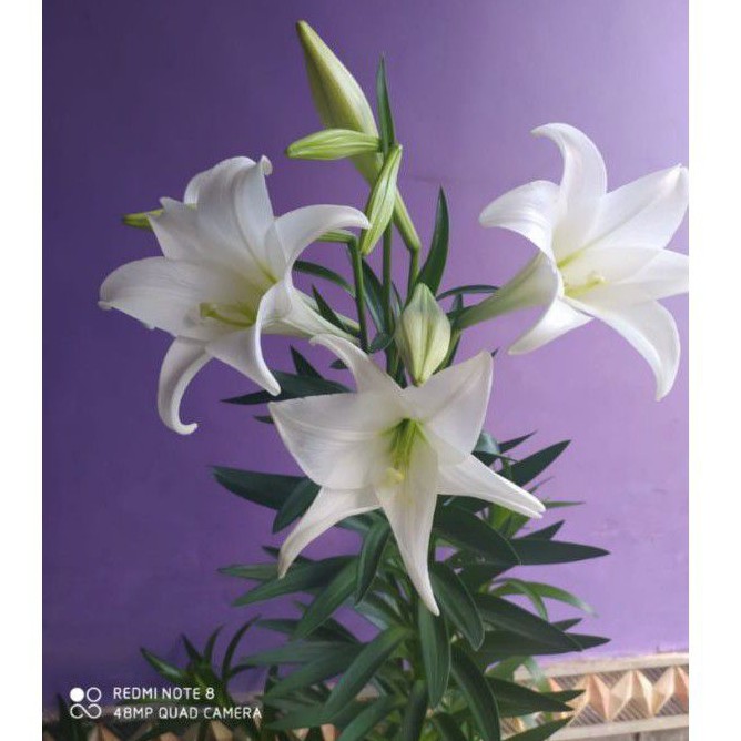 Detail Gambar Bunga Lily Putih Nomer 47