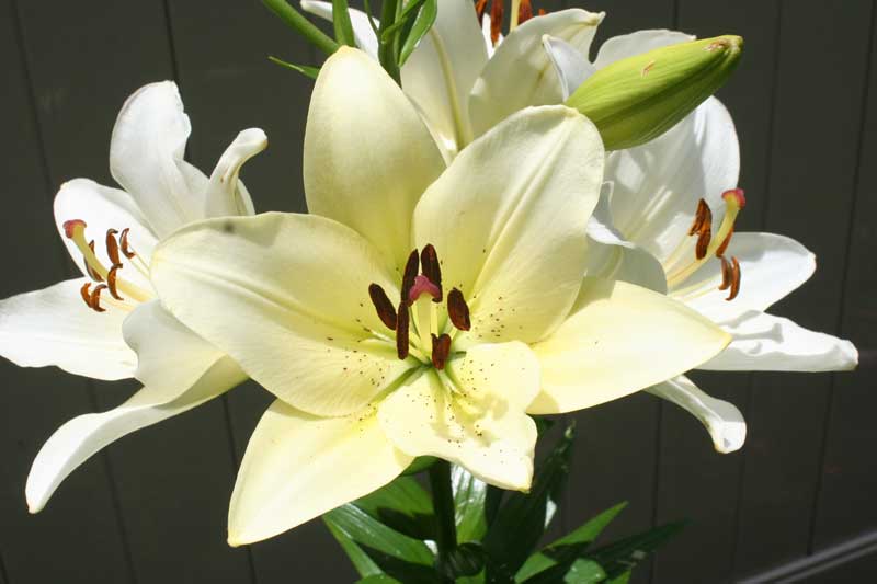 Detail Gambar Bunga Lily Putih Nomer 53