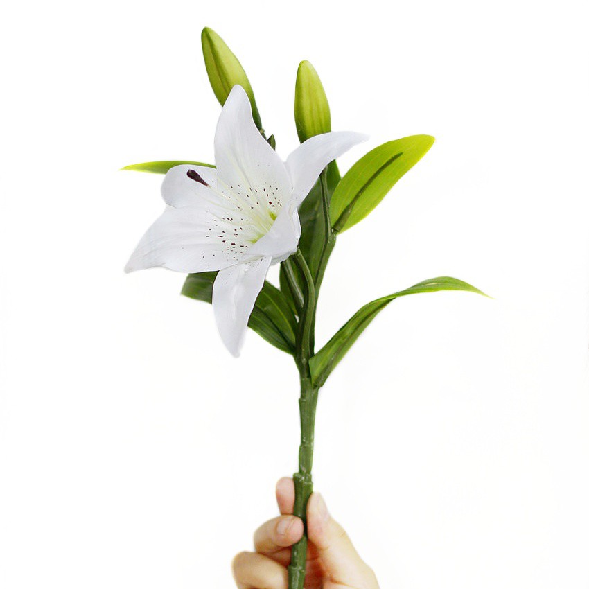 Detail Gambar Bunga Lily Setangkai Nomer 2