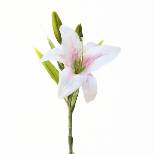 Detail Gambar Bunga Lily Setangkai Nomer 17