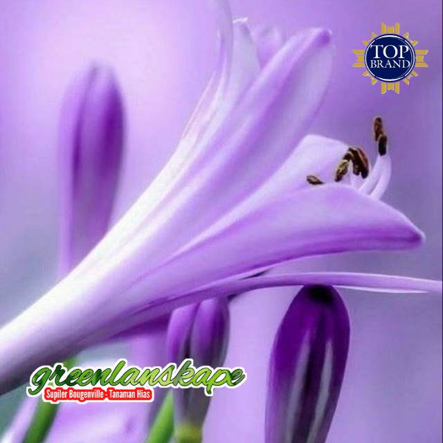 Detail Gambar Bunga Lily Ungu Nomer 5