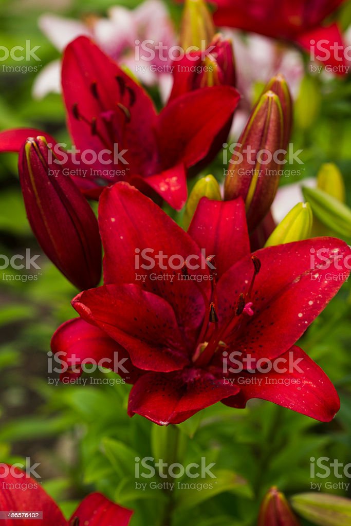 Detail Gambar Bunga Lily Ungu Nomer 46