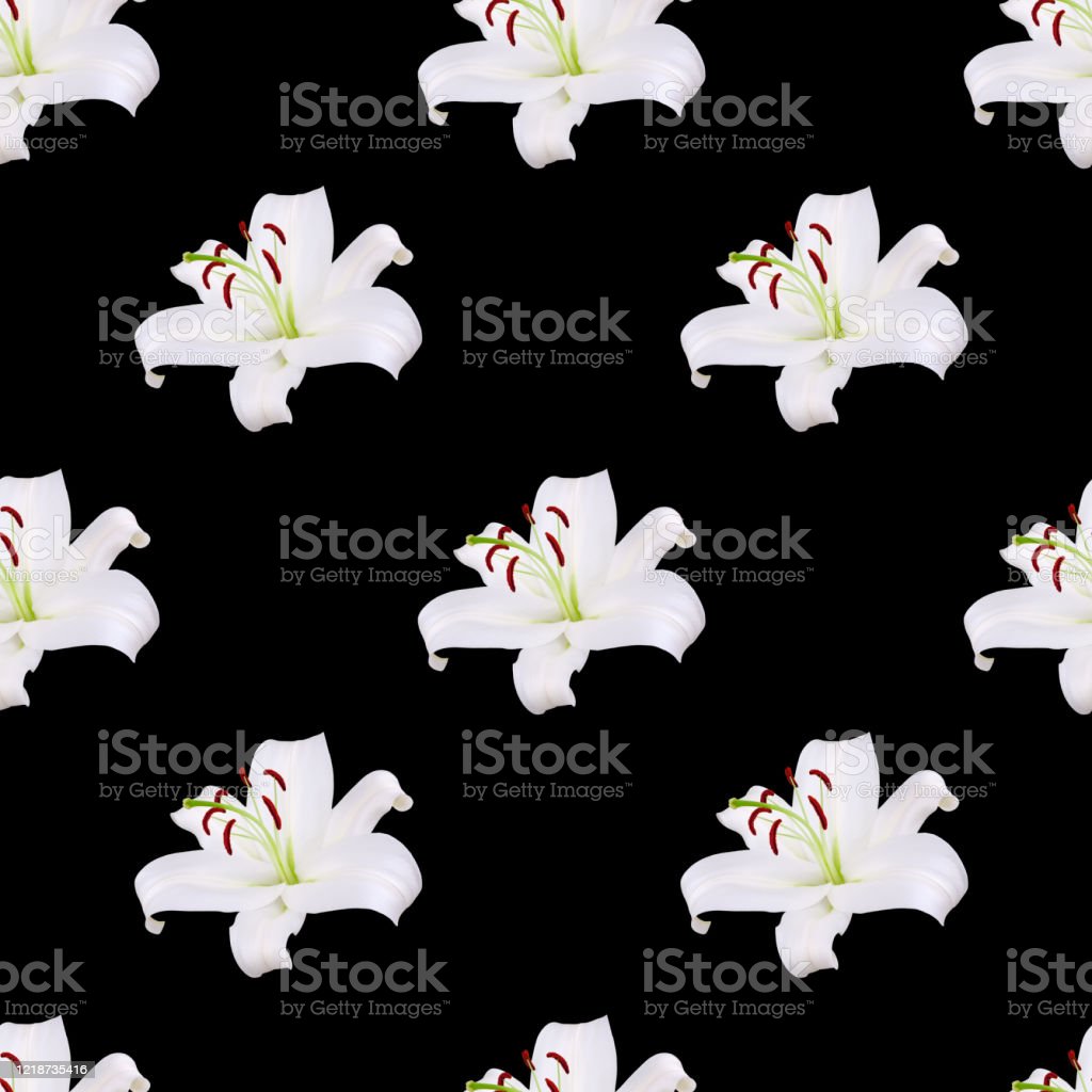 Detail Gambar Bunga Lily Wallpaper Nomer 26