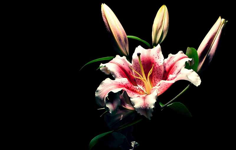 Detail Gambar Bunga Lily Yang Sangat Indah Nomer 11