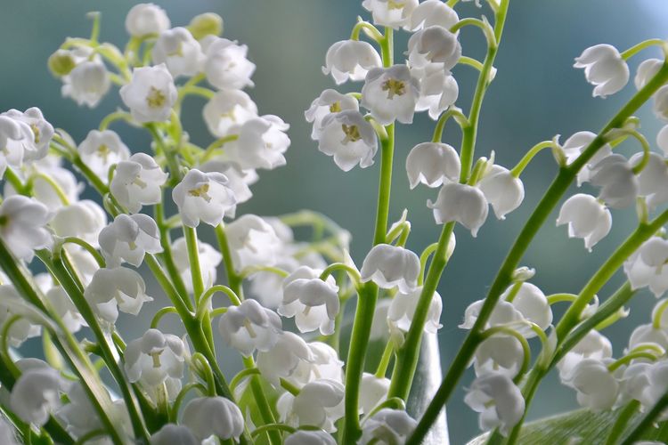 Detail Gambar Bunga Lily Yang Sangat Indah Nomer 18