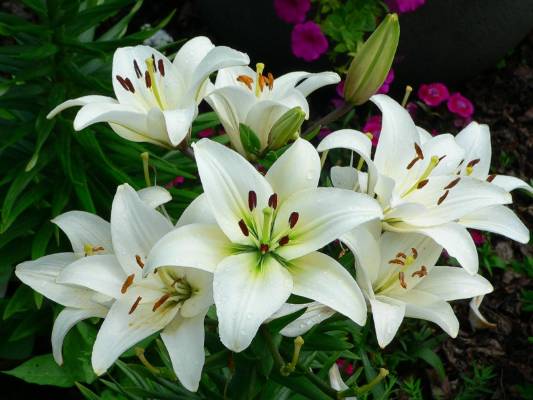 Detail Gambar Bunga Lily Yang Sangat Indah Nomer 21