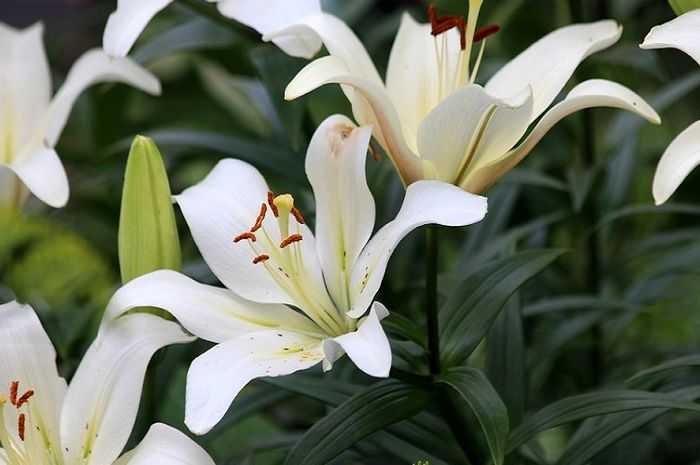 Detail Gambar Bunga Lily Yang Sangat Indah Nomer 22