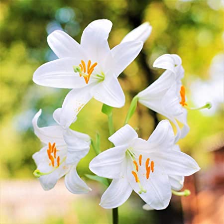 Detail Gambar Bunga Lily Yang Sangat Indah Nomer 25