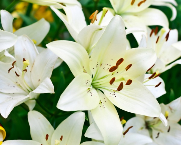 Detail Gambar Bunga Lily Yang Sangat Indah Nomer 30