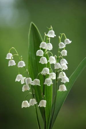 Detail Gambar Bunga Lily Yang Sangat Indah Nomer 31