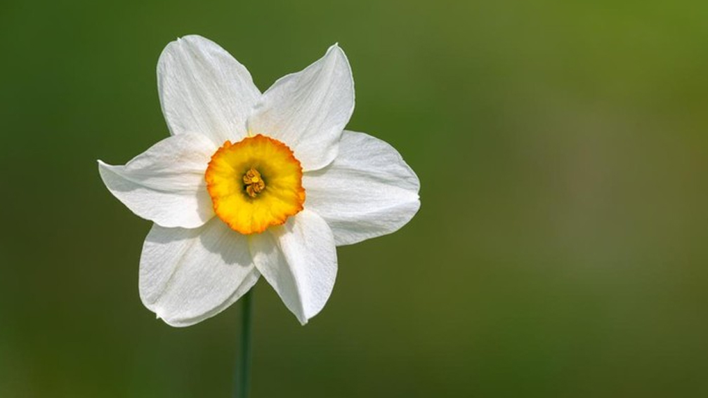 Detail Gambar Bunga Lily Yang Sangat Indah Nomer 35