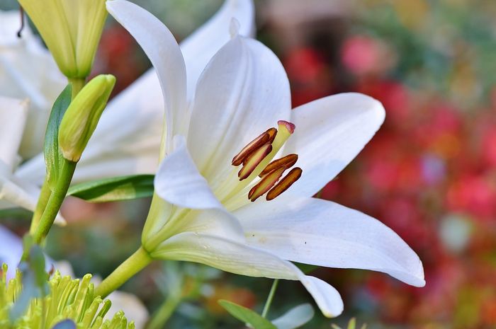 Detail Gambar Bunga Lily Yang Sangat Indah Nomer 37
