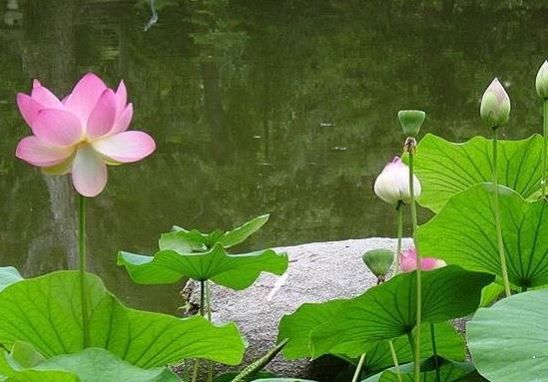 Detail Gambar Bunga Lily Yang Sangat Indah Nomer 41