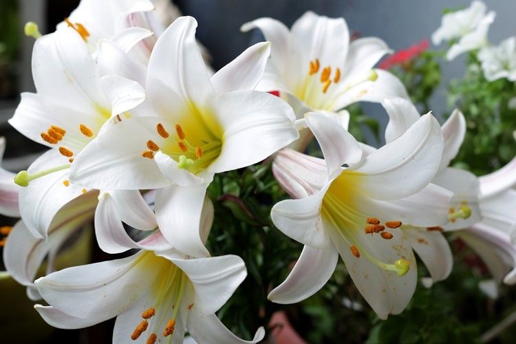 Detail Gambar Bunga Lily Yang Sangat Indah Nomer 8