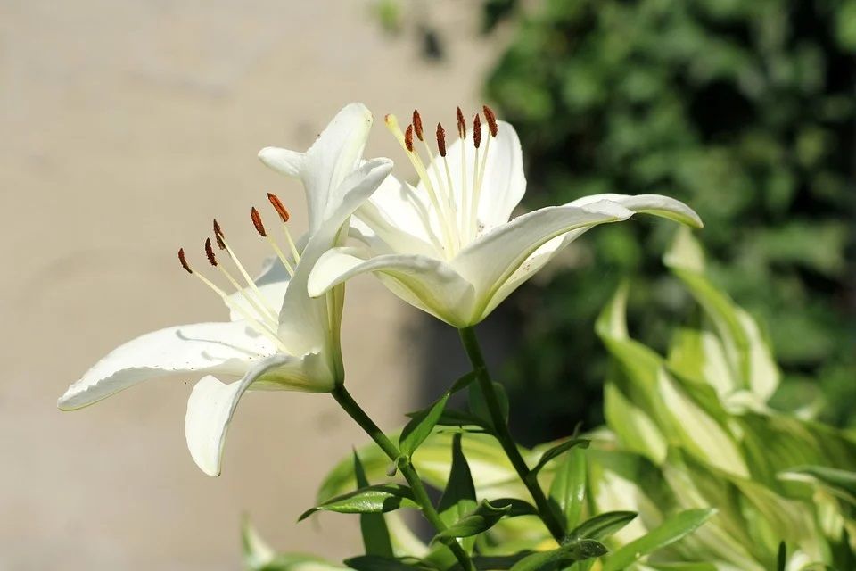 Detail Gambar Bunga Lily Yg Cantik Nomer 11