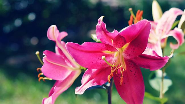 Detail Gambar Bunga Lily Yg Cantik Nomer 17