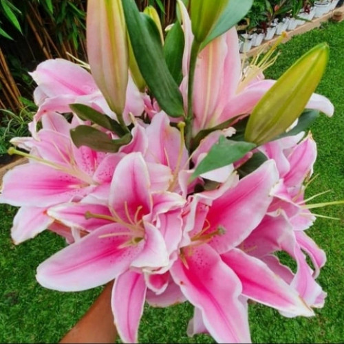 Detail Gambar Bunga Lily Yg Cantik Nomer 29