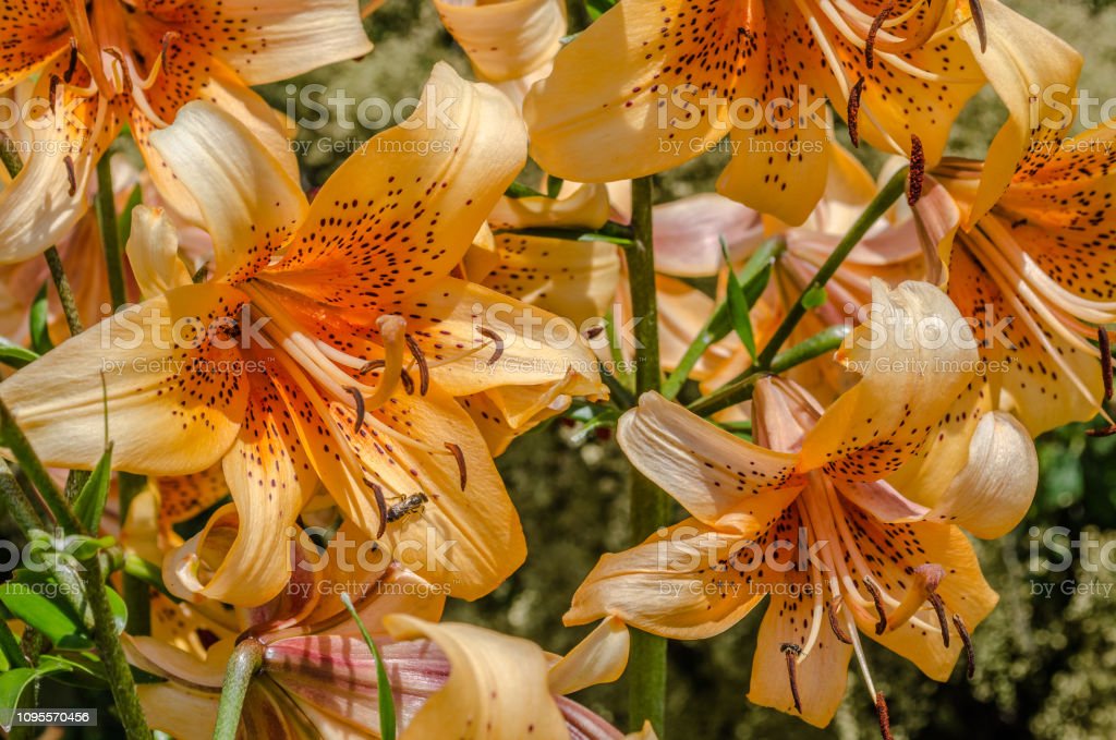 Detail Gambar Bunga Lily Yg Cantik Nomer 39