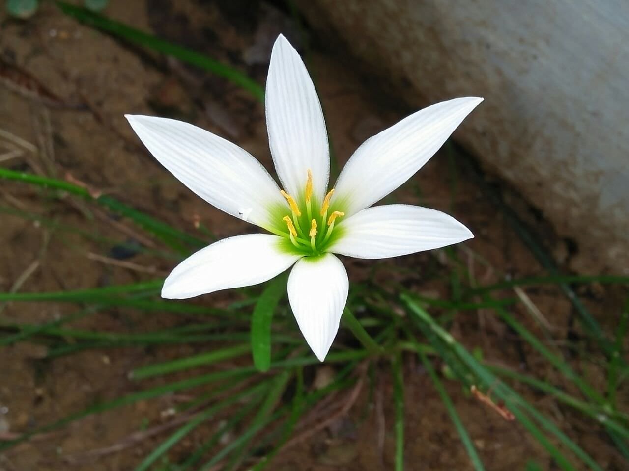 Detail Gambar Bunga Lily Yg Cantik Nomer 58