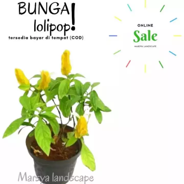 Detail Gambar Bunga Lolipop Nomer 50