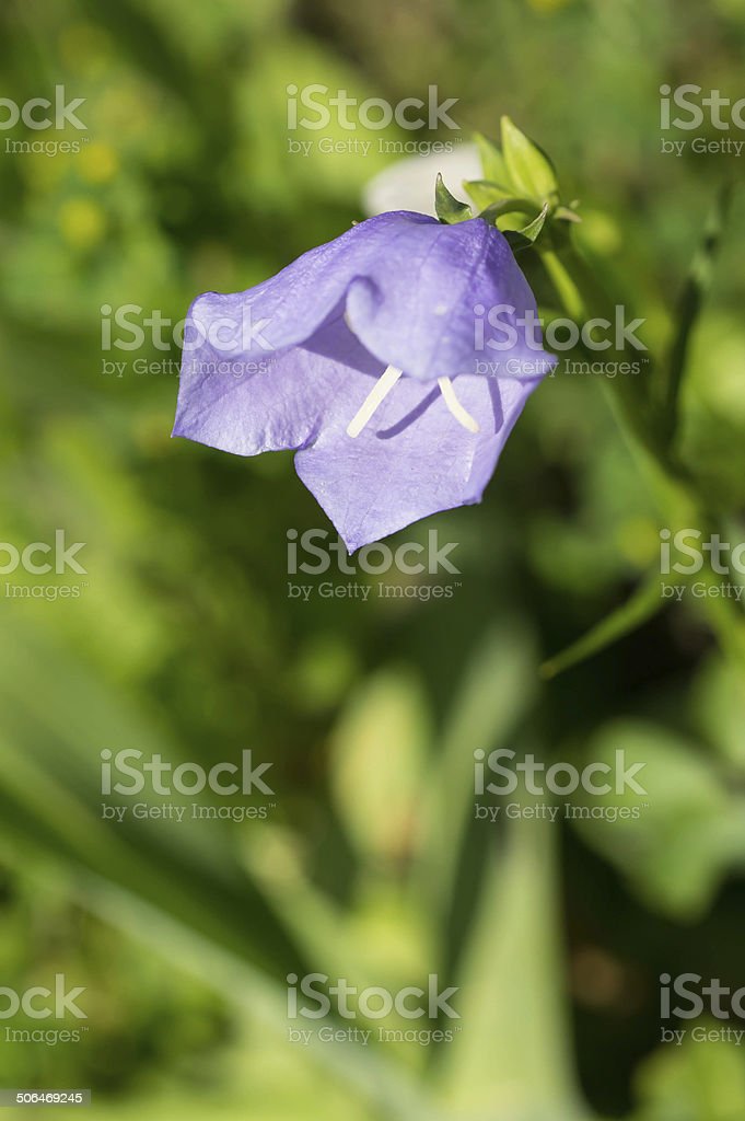 Detail Gambar Bunga Lonceng Nomer 15