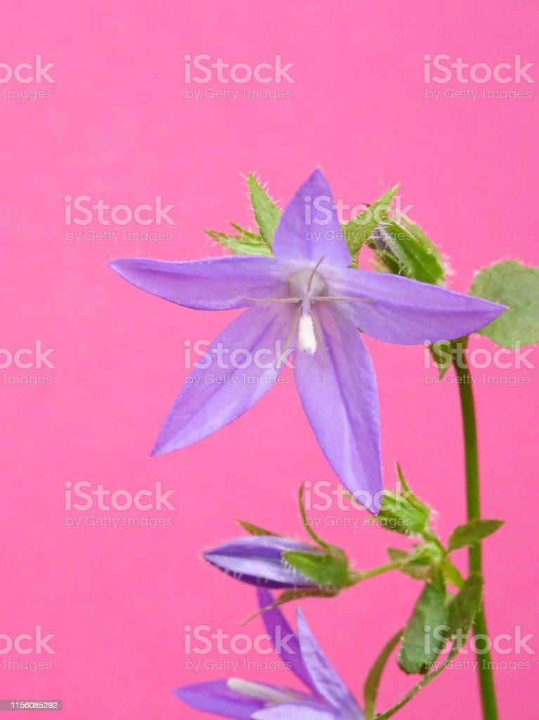 Detail Gambar Bunga Lonceng Nomer 4