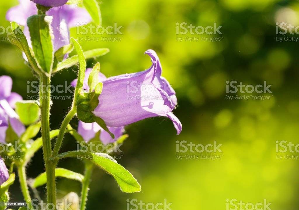Detail Gambar Bunga Lonceng Nomer 5