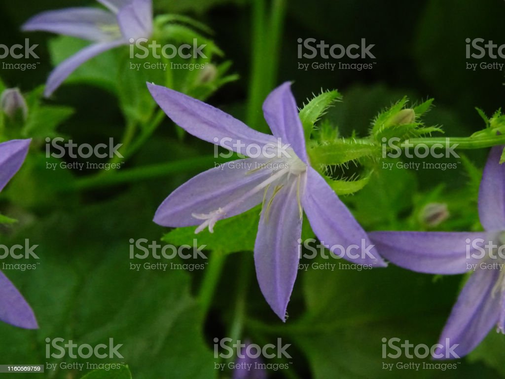 Detail Gambar Bunga Lonceng Nomer 9