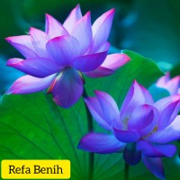 Detail Gambar Bunga Lotus Biru Nomer 19