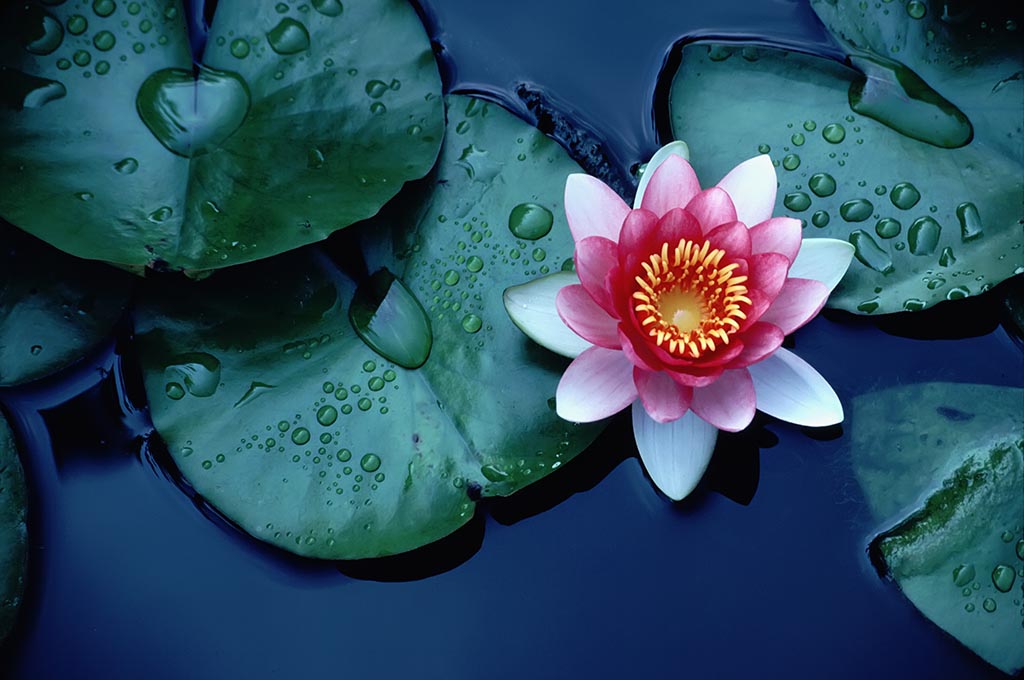 Detail Gambar Bunga Lotus Biru Nomer 30